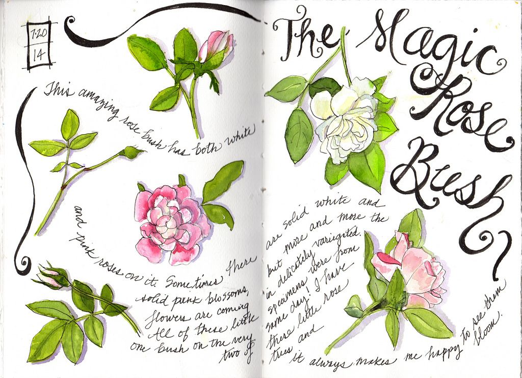 1024x743 Magic Rose Bush Rose Bush, Watercolor And Illustrations