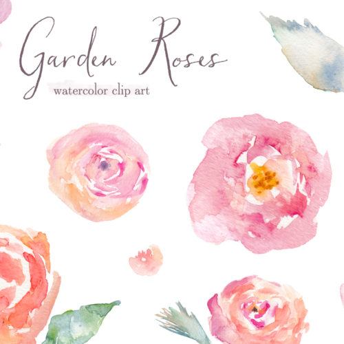 500x500 Watercolor Rose Clipart
