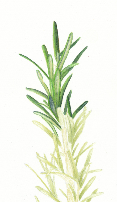 496x850 Nuncketest Back To The Rosemary