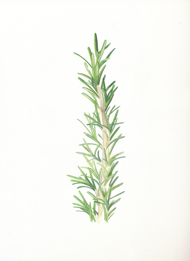 618x850 Nuncketest Rosemary