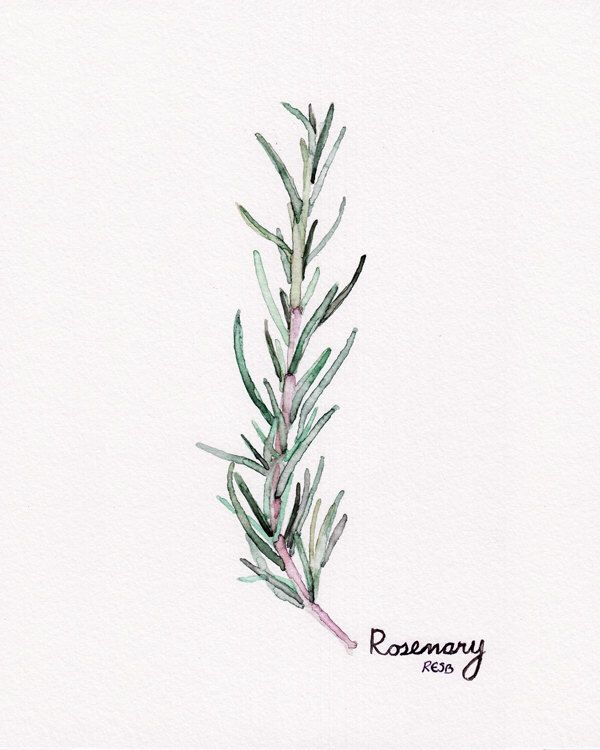 600x750 Rosemary Herb Painting