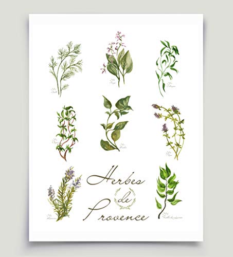 453x500 French Watercolor Herbs Art Herbes De Provence Basil