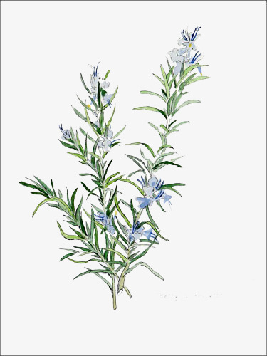375x500 Rosemary Rosemary, Plant, Flowers, Watercolor Png Image And