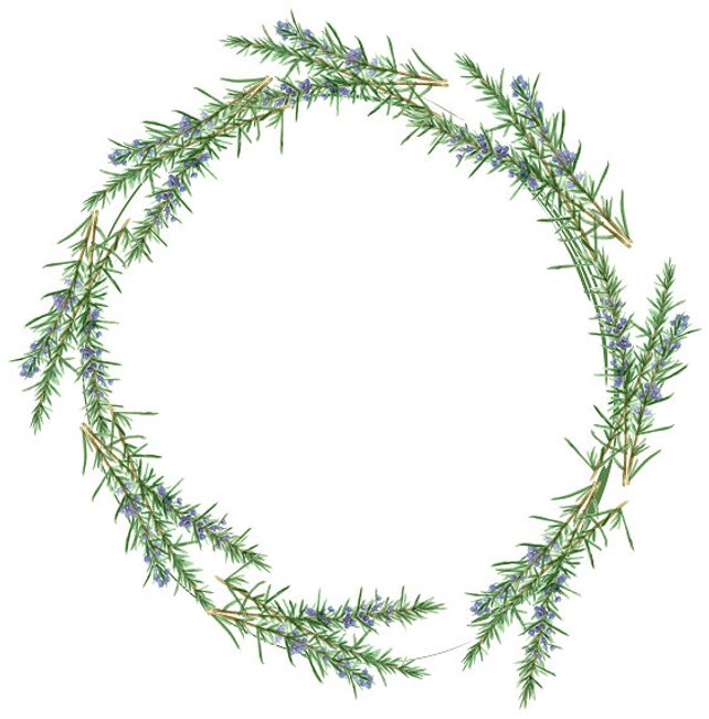 642x651 Rosemary Wreath Watercolor Herb Watercolor Rosemary Art Print Etsy