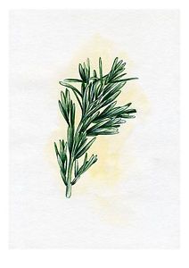 212x300 Sale! Rosemary,spice,herb,print Of Original Watercolor Painting