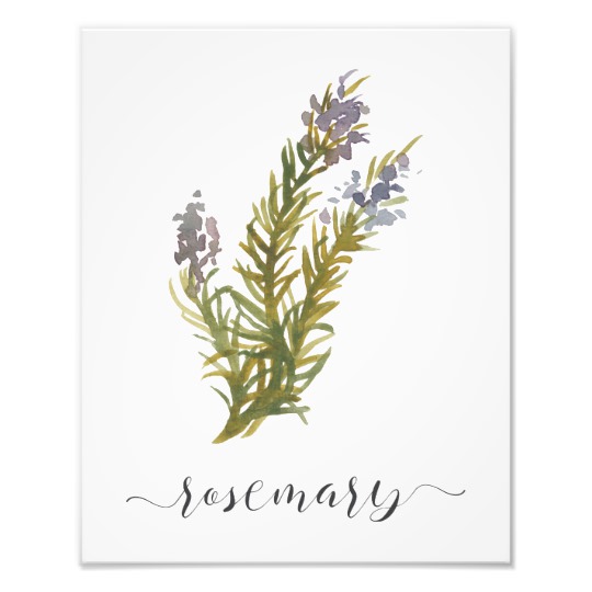 540x540 Watercolor Botanical Herb Print Rosemary