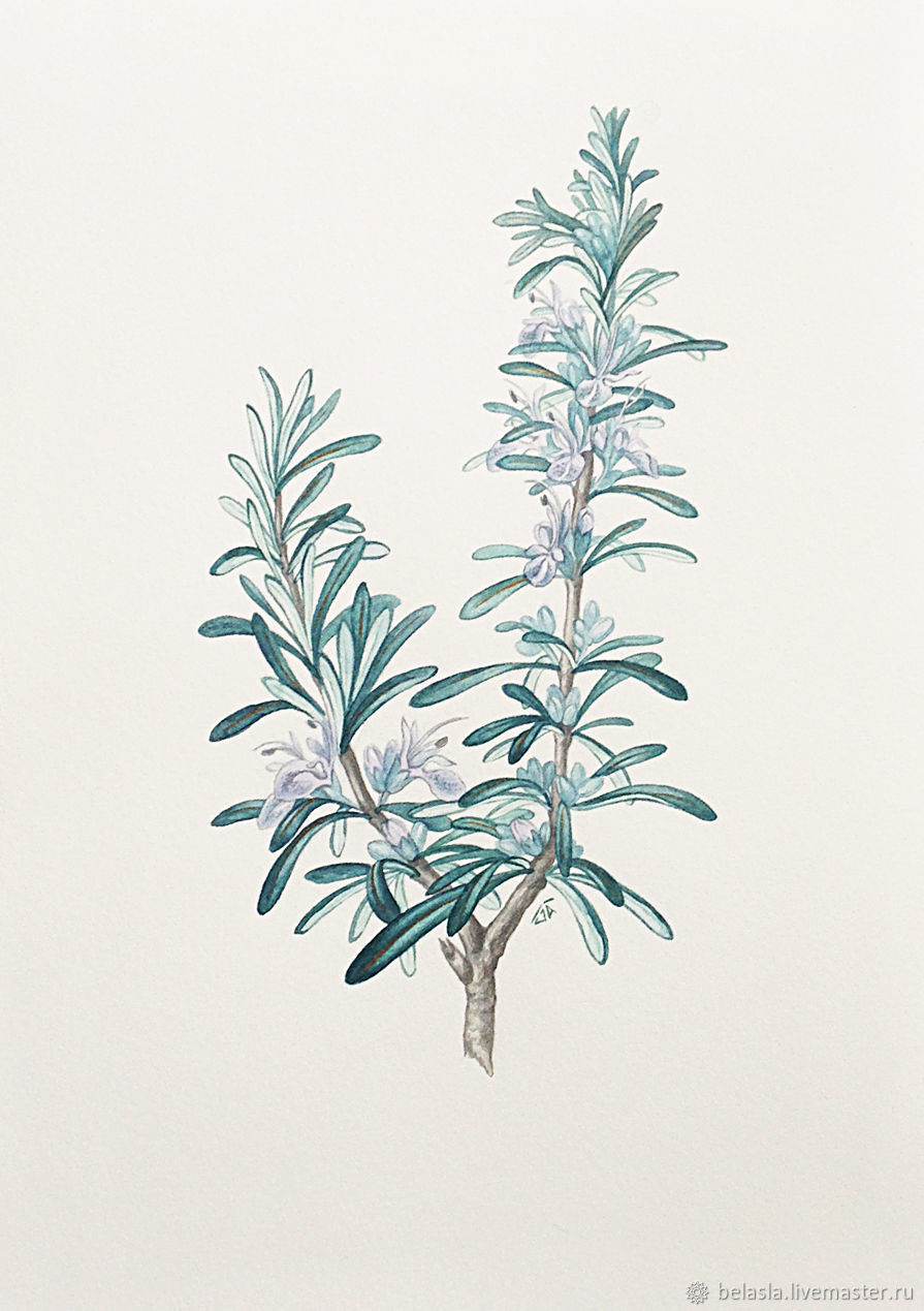 895x1269 Botanical Watercolor, Rosemary Shop Online On Livemaster With