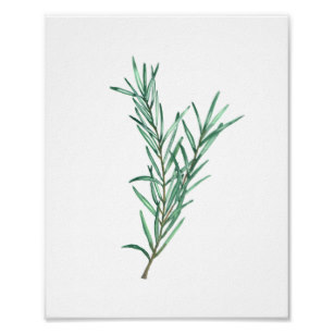 307x307 Watercolor Rosemary Art Amp Wall Zazzle