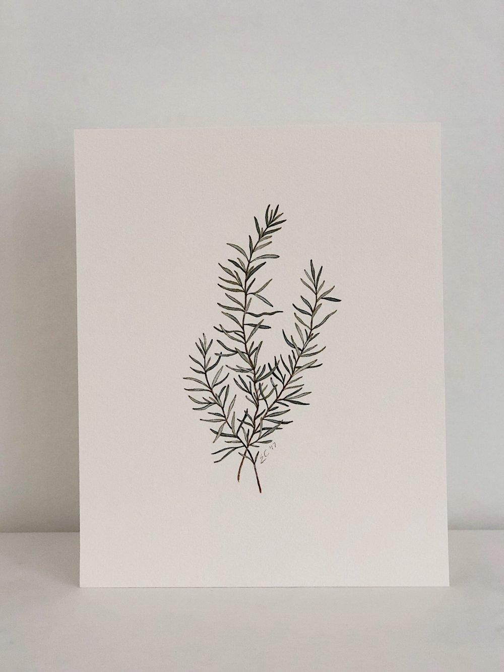 1000x1333 Watercolor Rosemary Esther Clark Illustration Amp Calligraphy