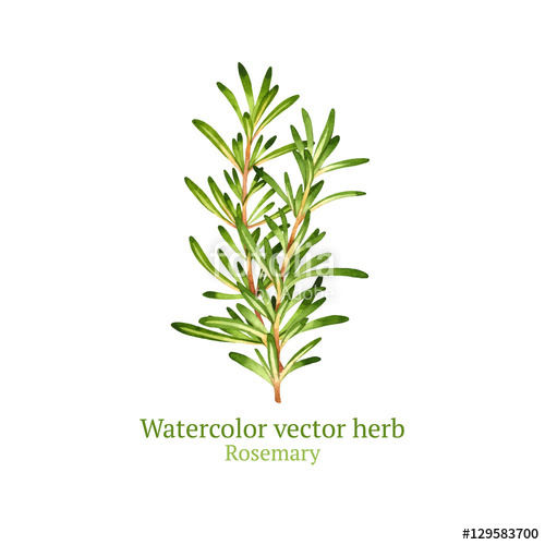 500x500 Watercolor Vector Rosemary Stock Image And Royalty Free Vector