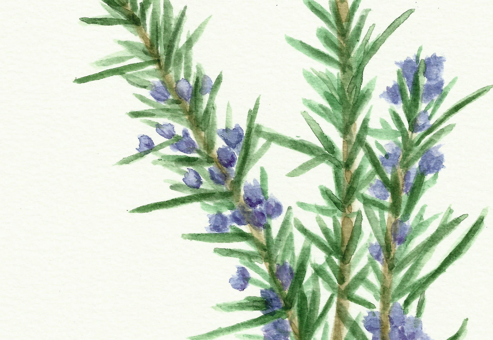 1566x1082 Free Herb Watercolor Printables Rosemary And Oregano!
