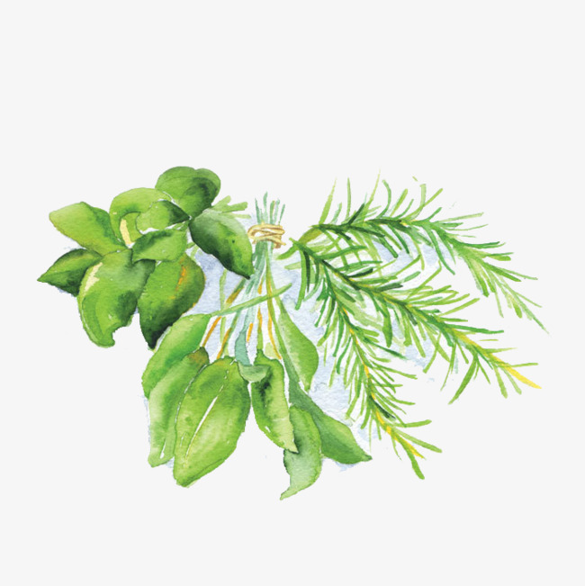 650x651 Hand Painted Watercolor Rosemary, Watercolor Clipart, Hand Painted