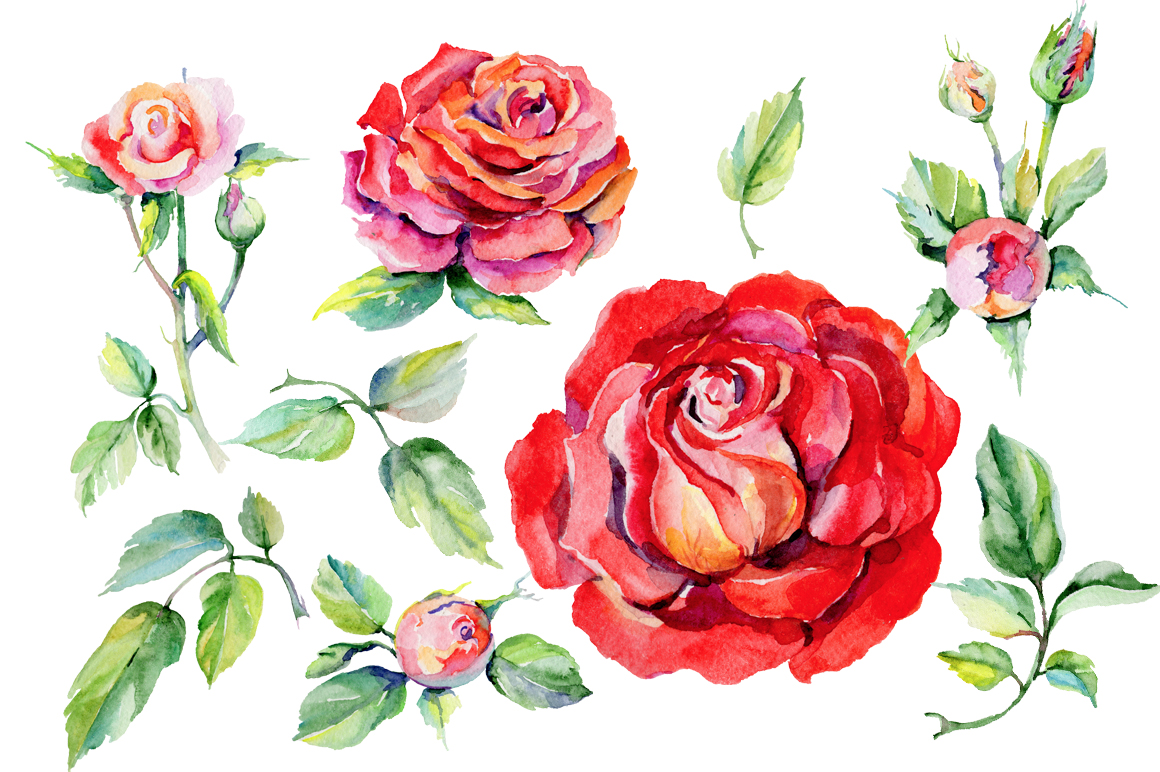 1160x772 Roses Png Watercolor Flower Set