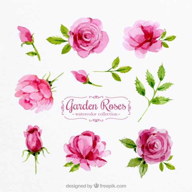 626x626 Set Of Watercolor Roses Vector Free Download