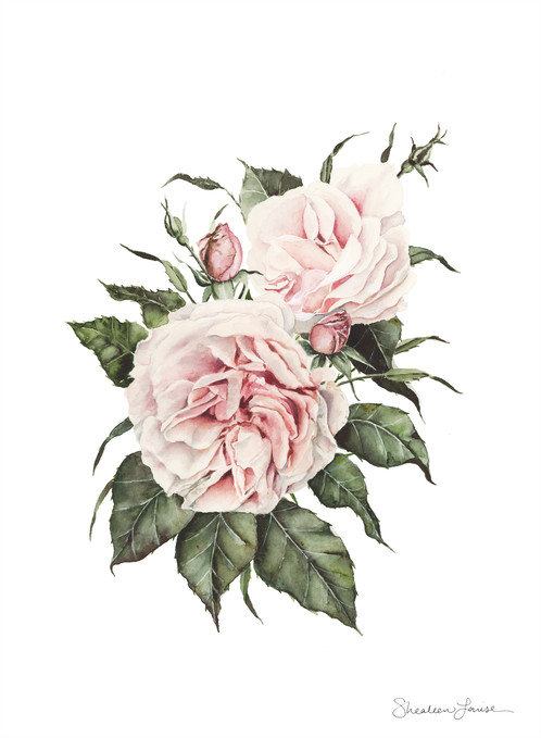 498x679 Garden Roses