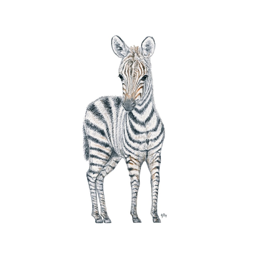 1024x1024 Safari Baby Animal Prints Set Of 3