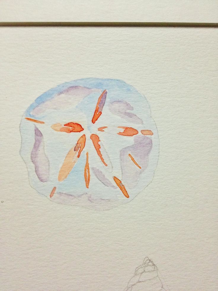 736x981 Watercolor Sand Dollar Cool Tattoos Watercolor