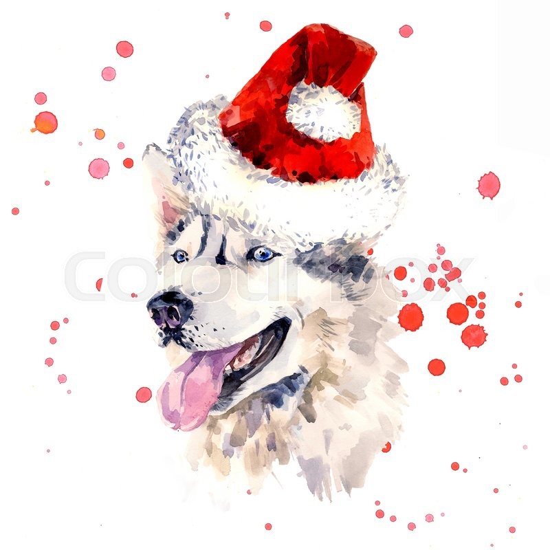 800x800 Watercolor Sheepdog In Red Santa Clause Hat. Portrait Of Siberian