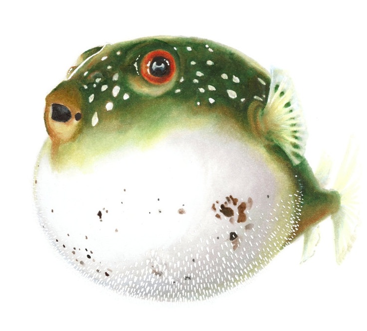 736x664 Blowfish Clipart Ocean Animal