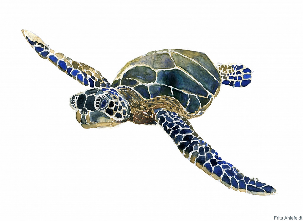 1024x745 Sea Turtle Watercolor Sketch Amazing, Ancient Creatures,