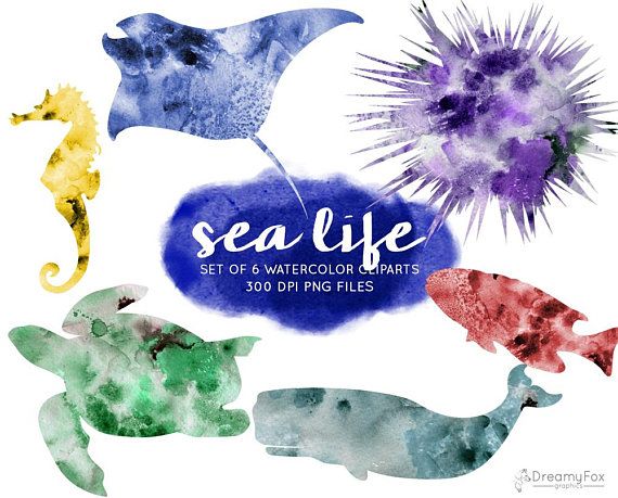 570x459 Set Of 6 Watercolor Sea Life Cliparts, Sea Animals Digital Image
