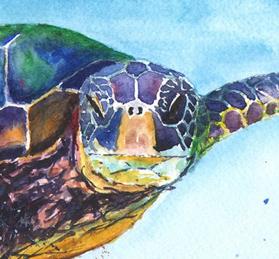 570x531 Turtle Watercolor Sea Life Art Sea Turtle Print Marine Etsy
