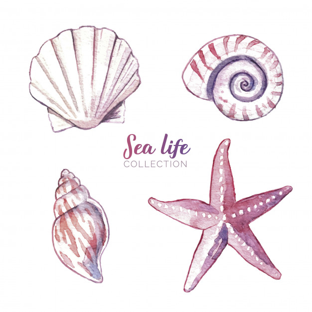 626x626 Watercolor Sea Life Vector Free Download