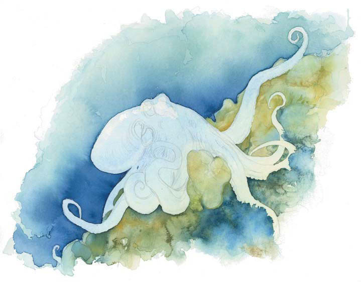 719x561 Life Under The Sea Watercolor Octopus