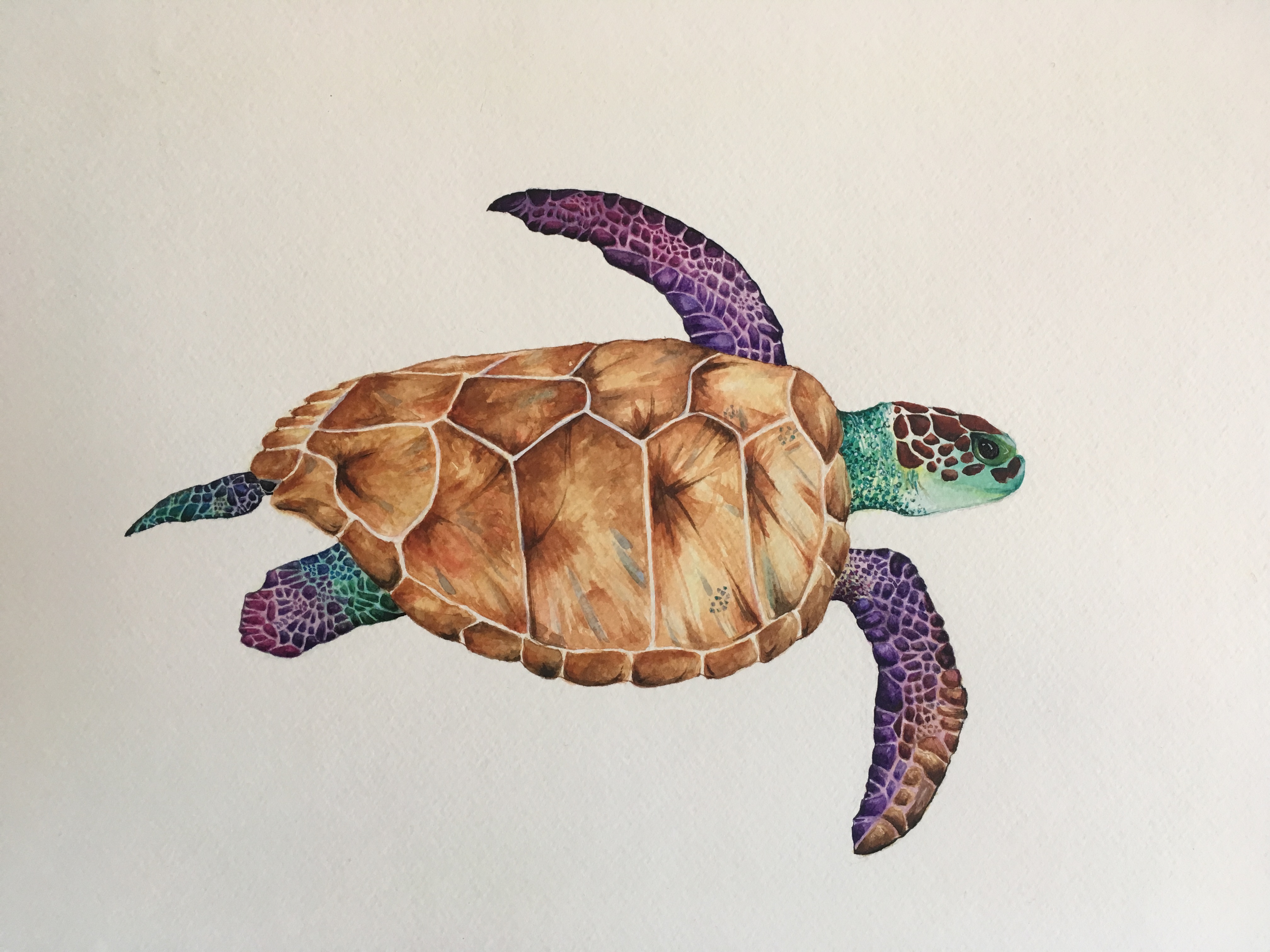 Watercolor Sea Turtle at GetDrawings | Free download