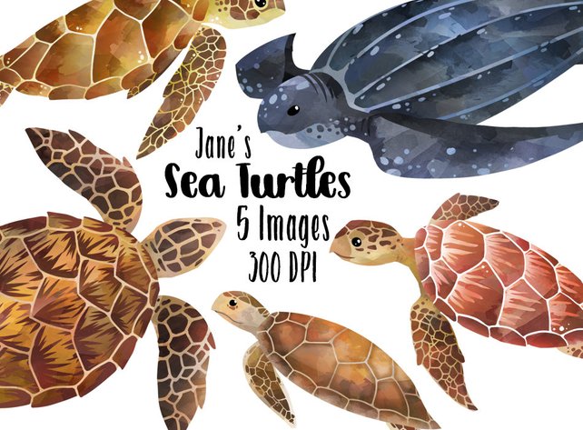 642x473 Watercolor Sea Turtles Clipart Sea Turtle Species Download Etsy