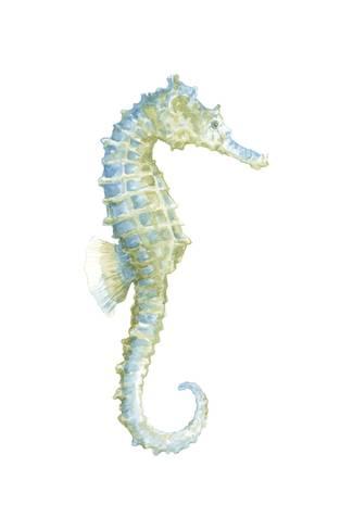 325x488 Watercolor Seahorse I Posters By Megan Meagher