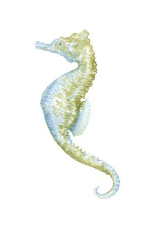 300x450 Watercolor Seahorse Ii Art Print By Megan Meagher