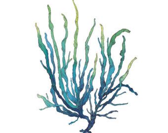 340x270 Popular Items For Seaweed Watercolor On Etsy Tattoos