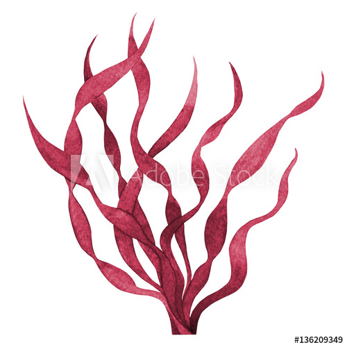 500x500 Red Seaweed Watercolor Hand Painted Element Isolated On White