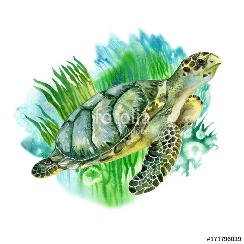 500x500 Sea Green Turtle With Seaweed On White Background. Sea Life