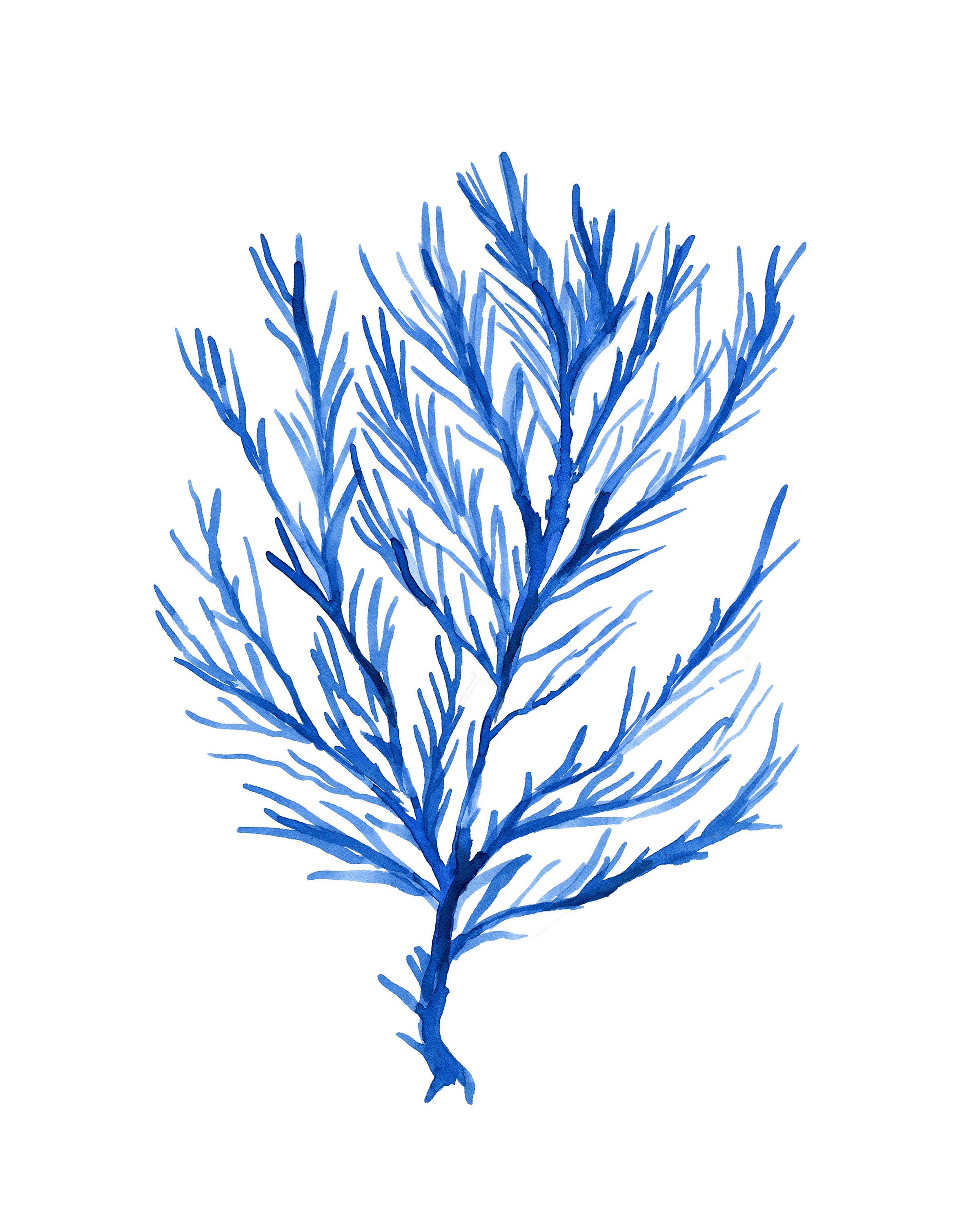 2400x3000 Seaweed No.103 Blue Watercolor Print, Watercolor Sea Life Art