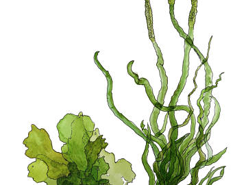 340x270 Seaweed Print Etsy