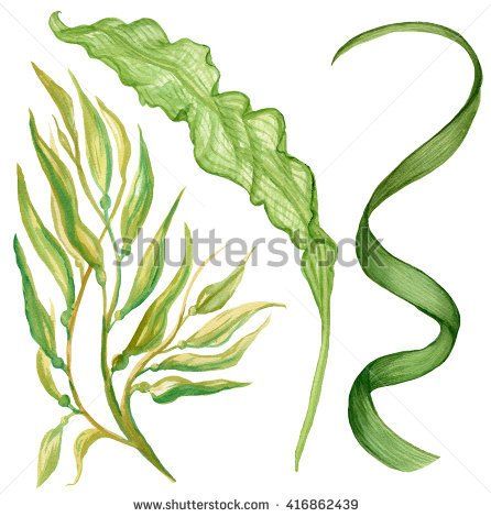 446x470 Watercolor Illustration Of Seaweed Gifts For Friends