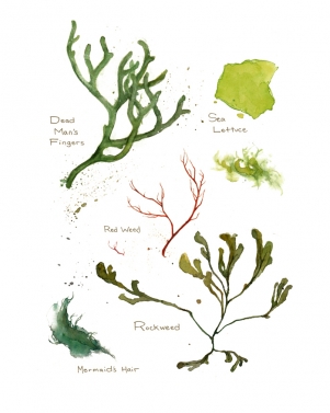 301x377 Seaweed Watercolor David Scheirer Watercolors