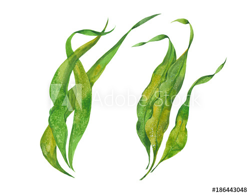 500x391 Watercolor Seaweed Kelp