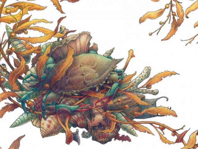 640x480 Drawn Seaweed Watercolor 1