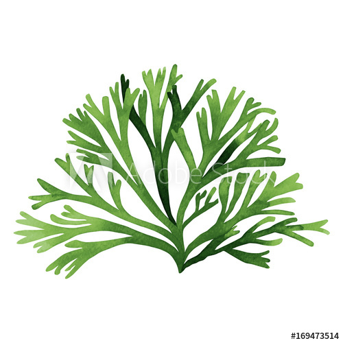 500x500 Green Seaweed, Kelp,coral In The Ocean, Watercolor Hand Painted