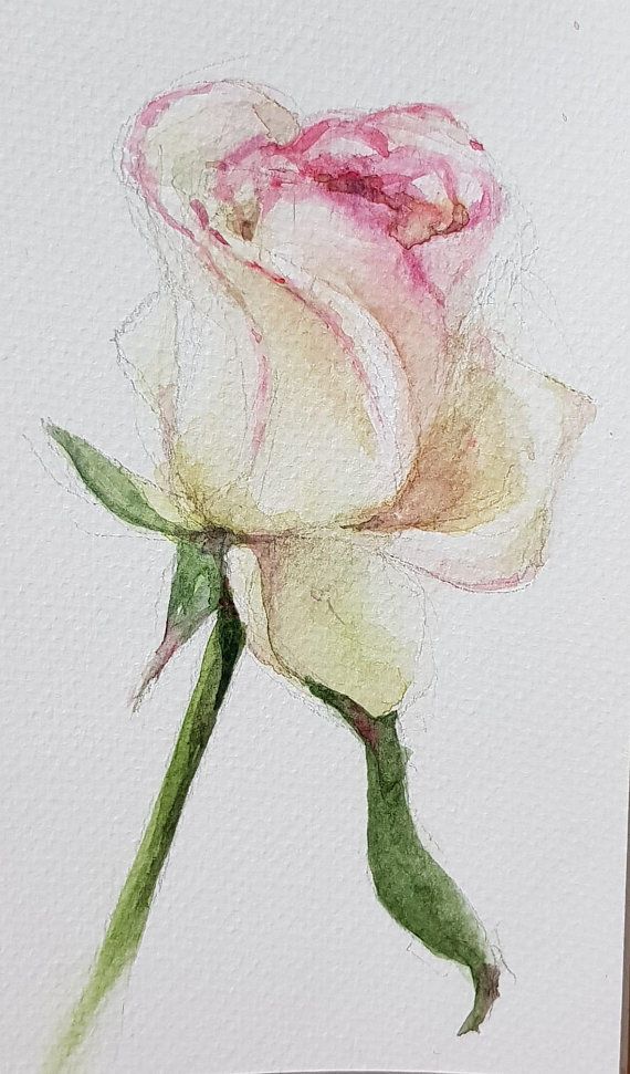 570x971 Rose Original Watercolor Painting Fleurs