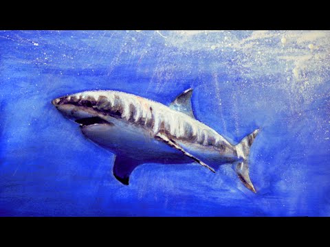 480x360 Great White Shark Watercolor Painting