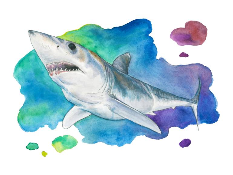 770x578 Mako Shark Painting By Kyra Kalageorgi Saatchi Art