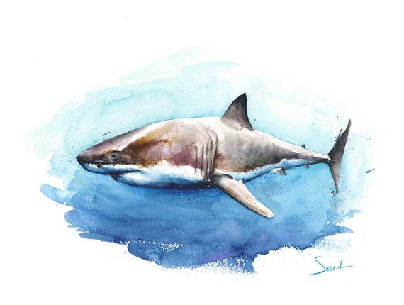 570x430 Shark Painting Watercolor Shark Art Great White Shark Etsy