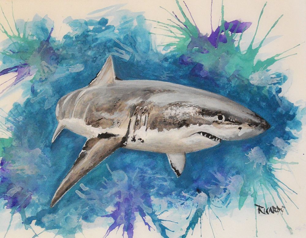 999x775 Shark, Jaws, Great White, Art, Watercolor, Ocean, Angler, Gills