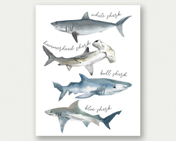 570x456 Shark Poster Shark Print Shark Species Watercolor Sharks Etsy