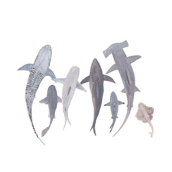576x576 Study Of Sharks Watercolor Print Ocean Art By Mari Orr