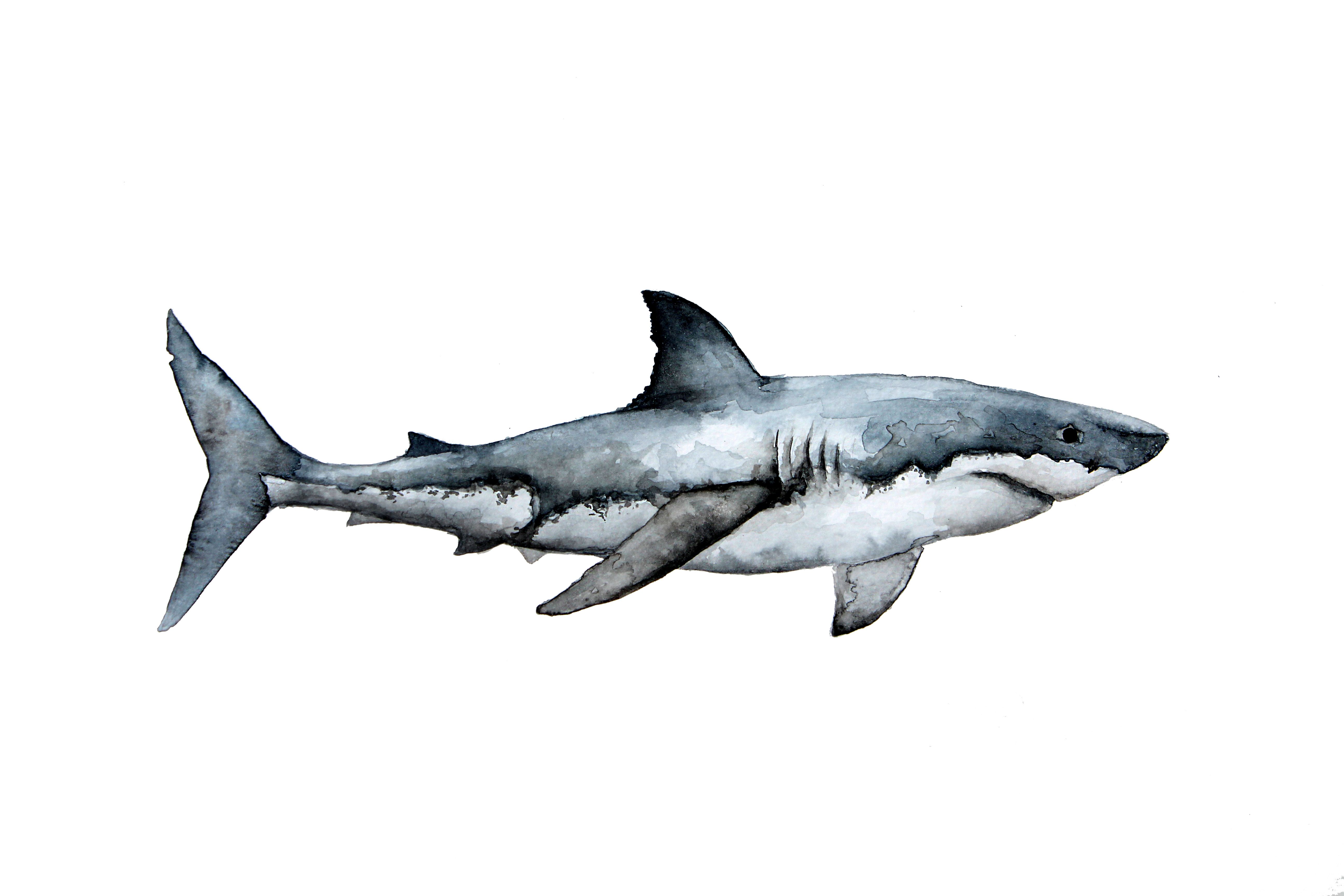 5184x3456 Watercolor Shark By Karla Gp Watercolor Shark